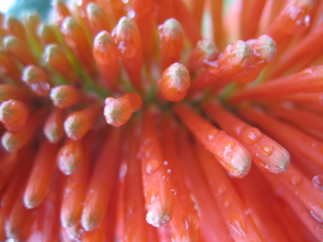 Red hot poker (Mary Celeste)