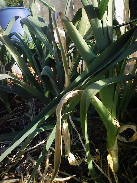 phs515