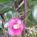 Granity