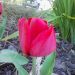 Granity