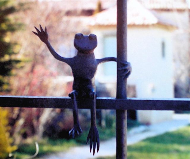 laszlo-frog on gate