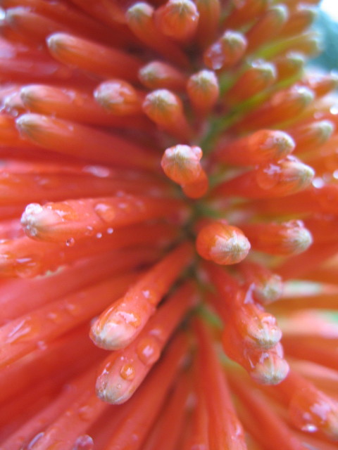 Red hot poker 2