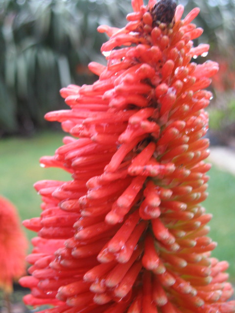 Red hot poker 1