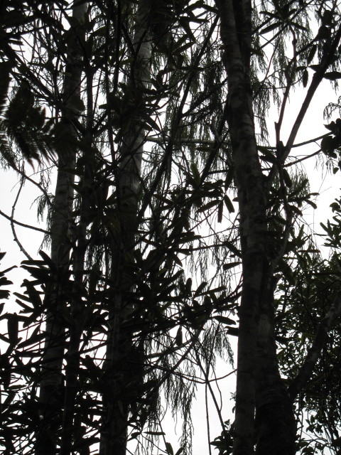 Trees silhouetted