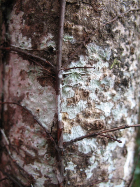 Tree trunk close up 4