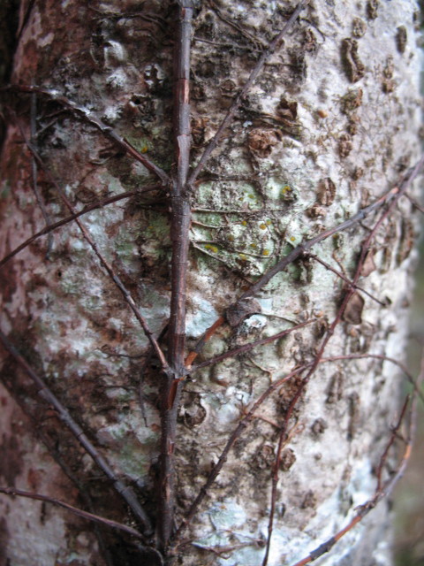 Tree trunk close up 3