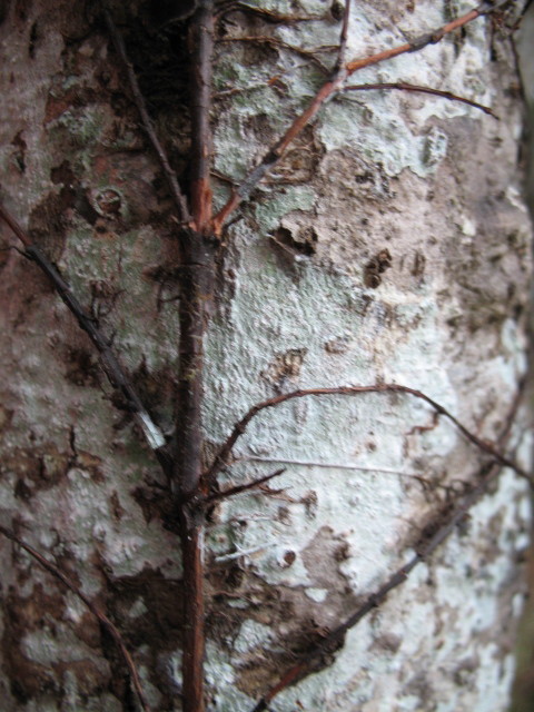 Tree trunk close up 2
