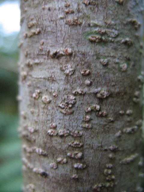 Tree trunk close up 1