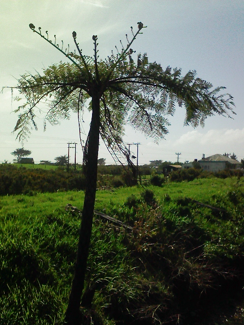 phs355