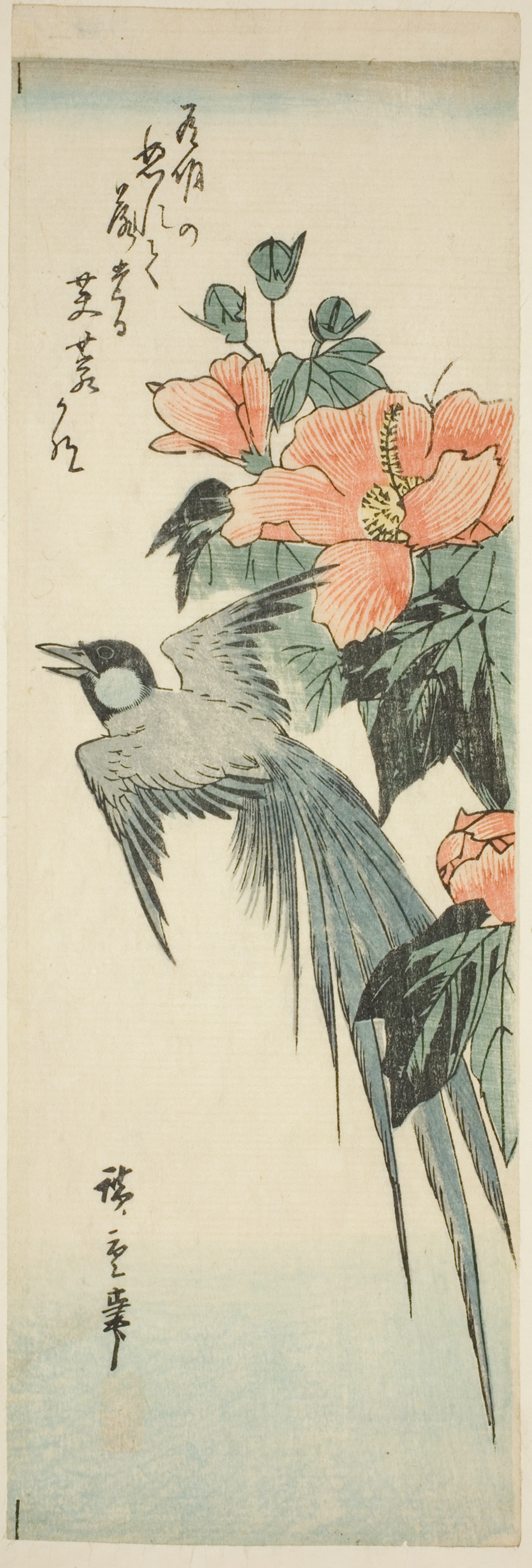 「長尾鳥と芙蓉」