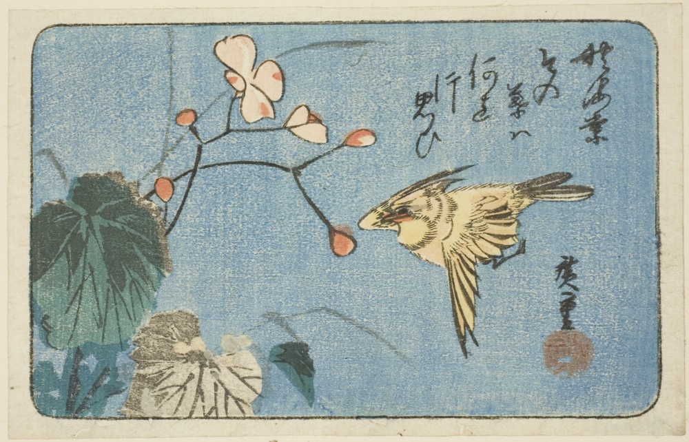 「黄鳥とベゴニア」