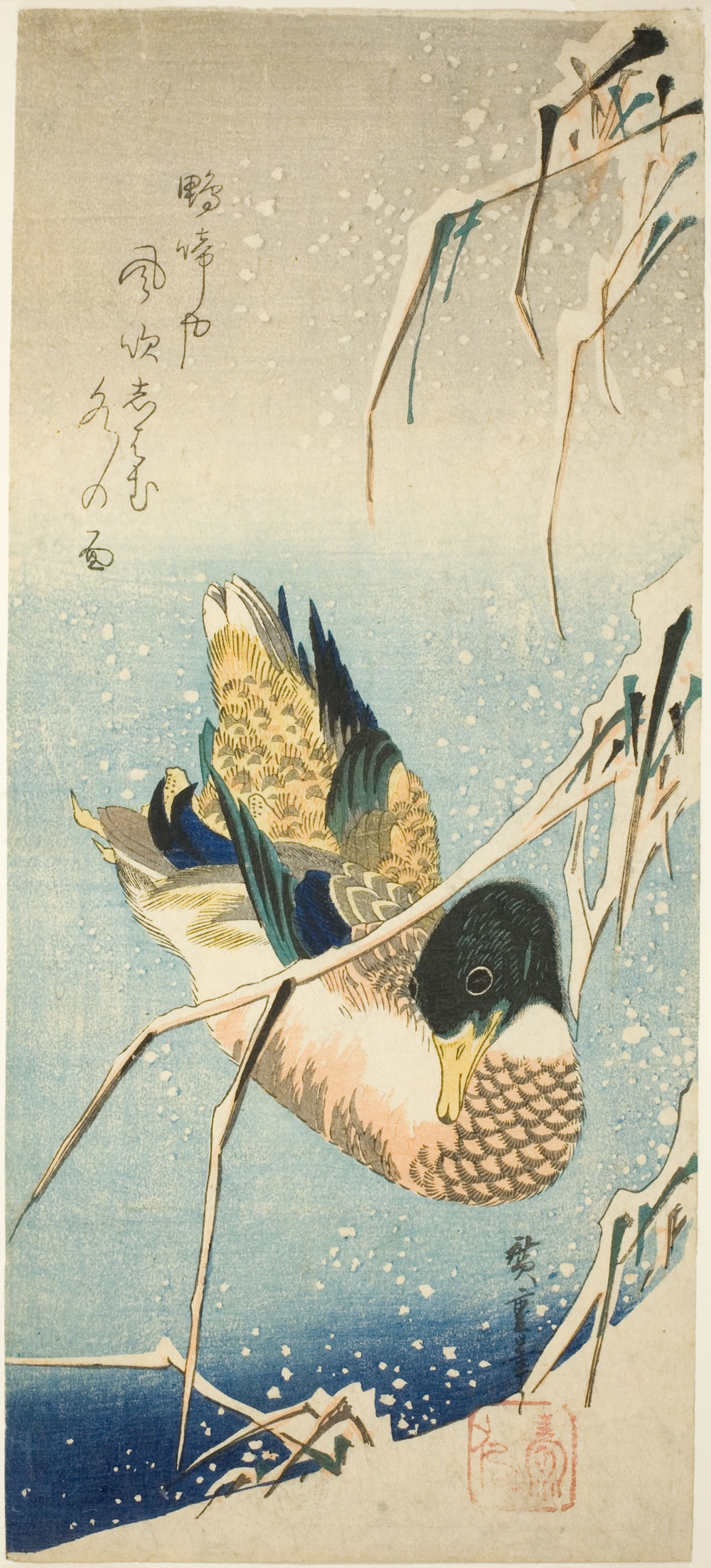 雪中、葦原を泳ぐ野鴨