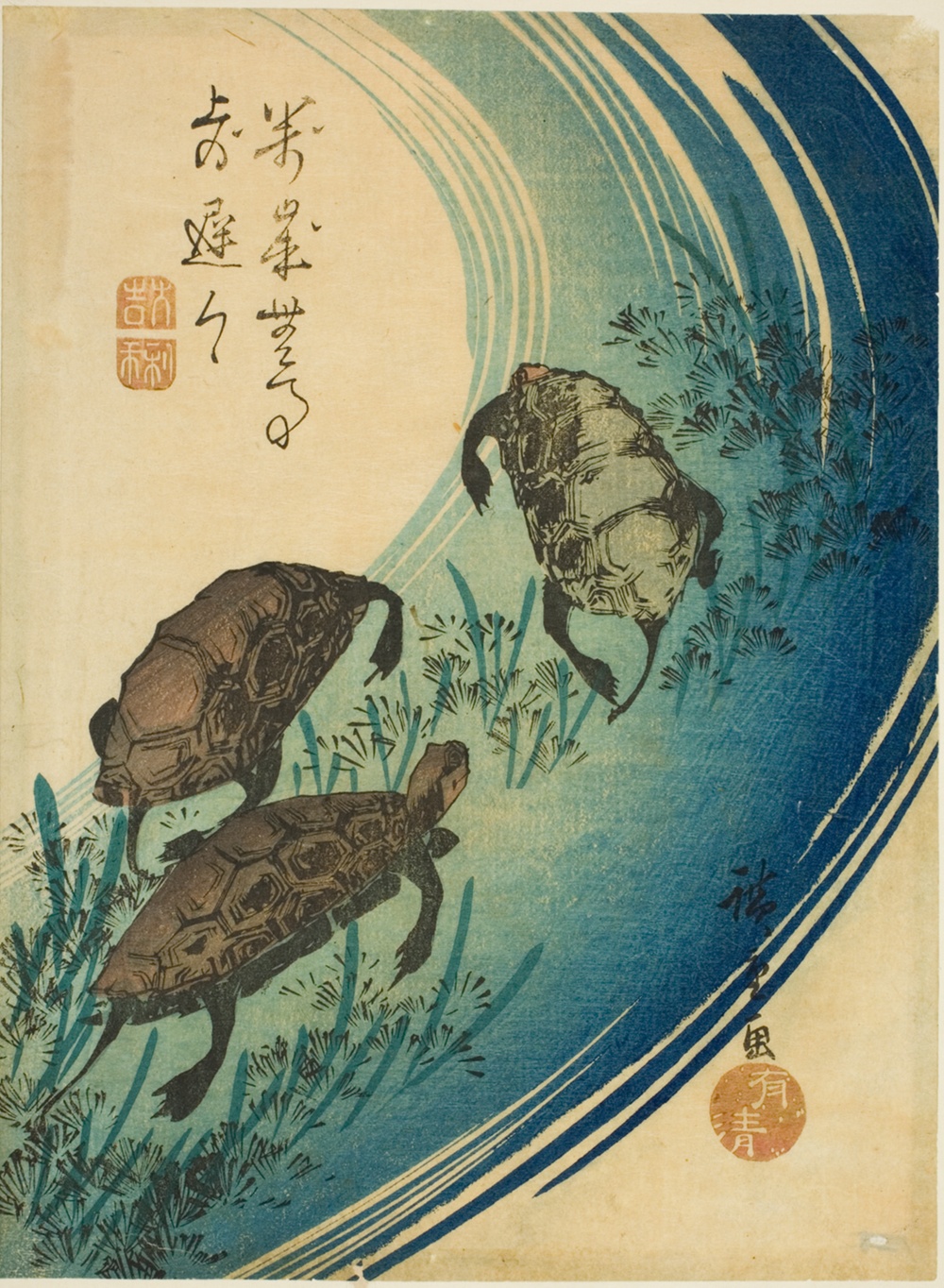 「川を泳ぐ亀」